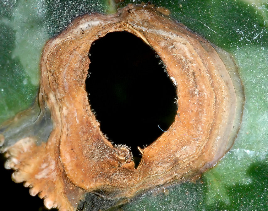 Contrapposizione.....!